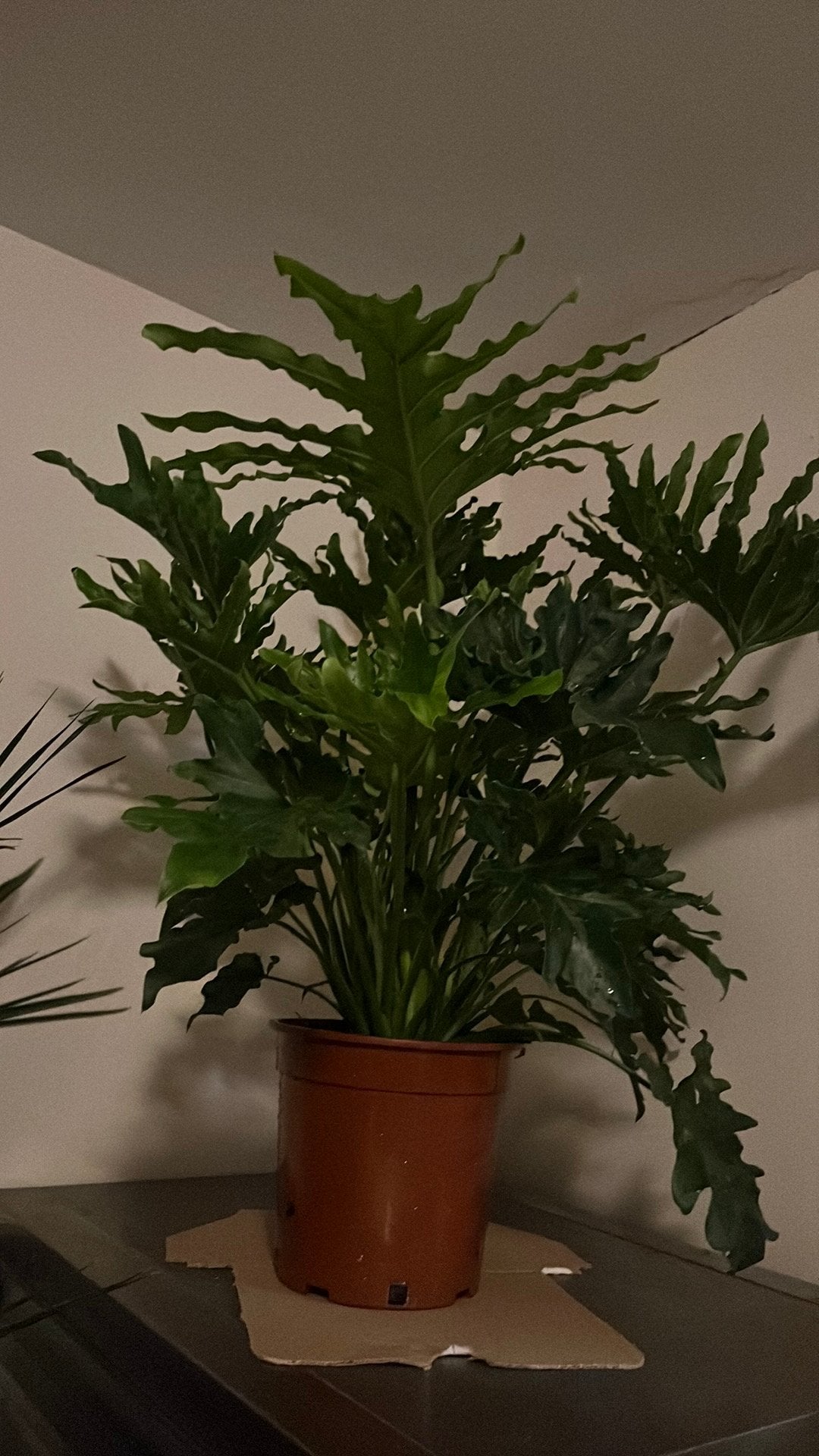 Prachtige philodendron kamerplant, Ophalen, Halfschaduw, Minder dan 100 cm