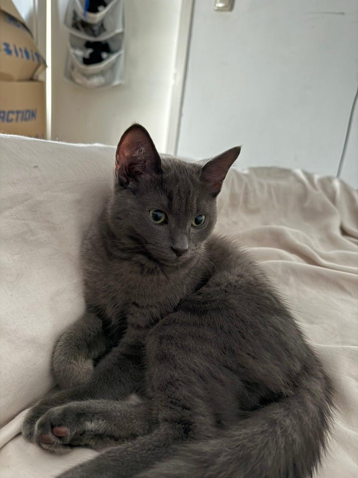 Ragdoll x Britse korthaar kitten “Benedict” zoekt thuis., Dieren en Toebehoren, Kater, Ontwormd