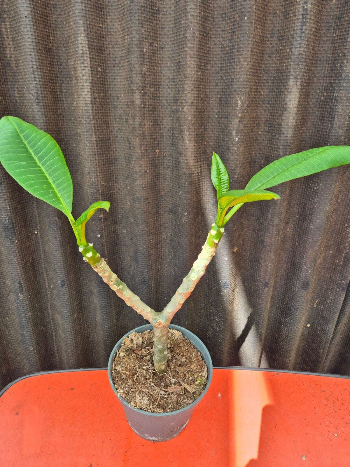 Plumeria Rubra Hawaiian p17 (6), Ophalen of Verzenden, Halfschaduw, Minder dan 100 cm