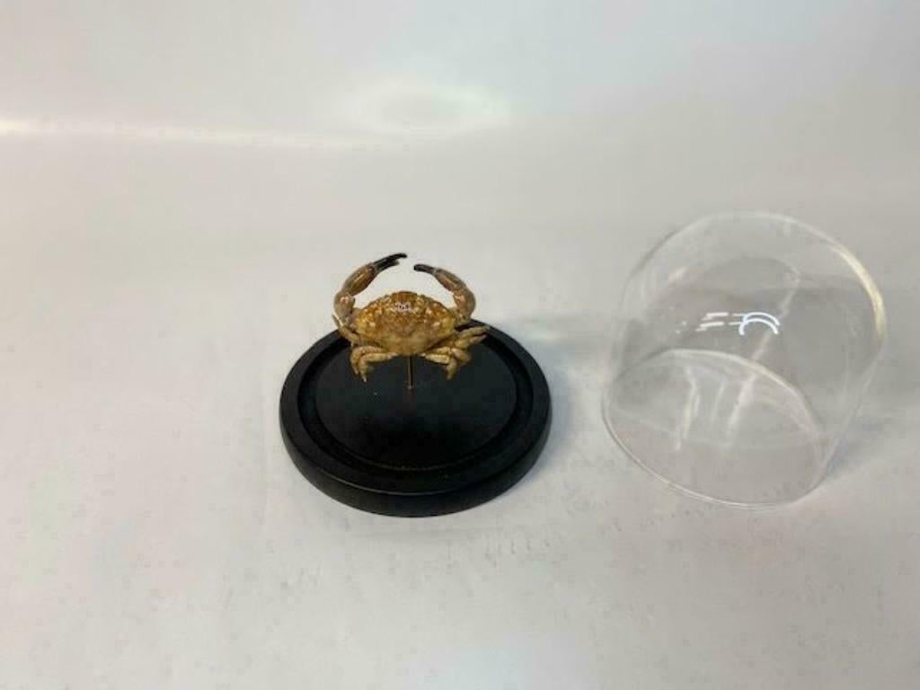Krab in stolp (opgezette krab), Verzamelen, Dierenverzamelingen, Ophalen of Verzenden, Nieuw, Overige soorten, Opgezet dier
