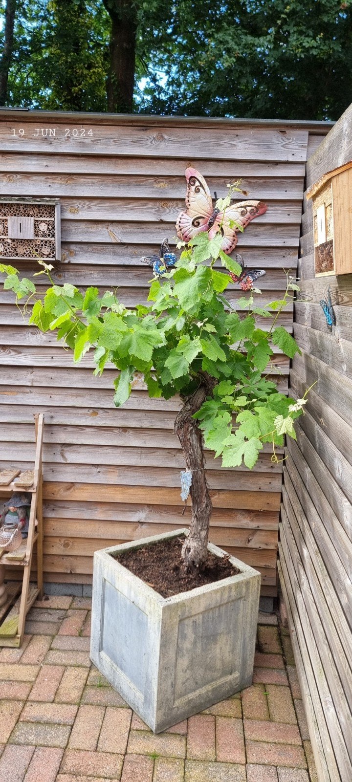druivenboom, Tuin en Terras, Ophalen, 100 tot 250 cm, In pot