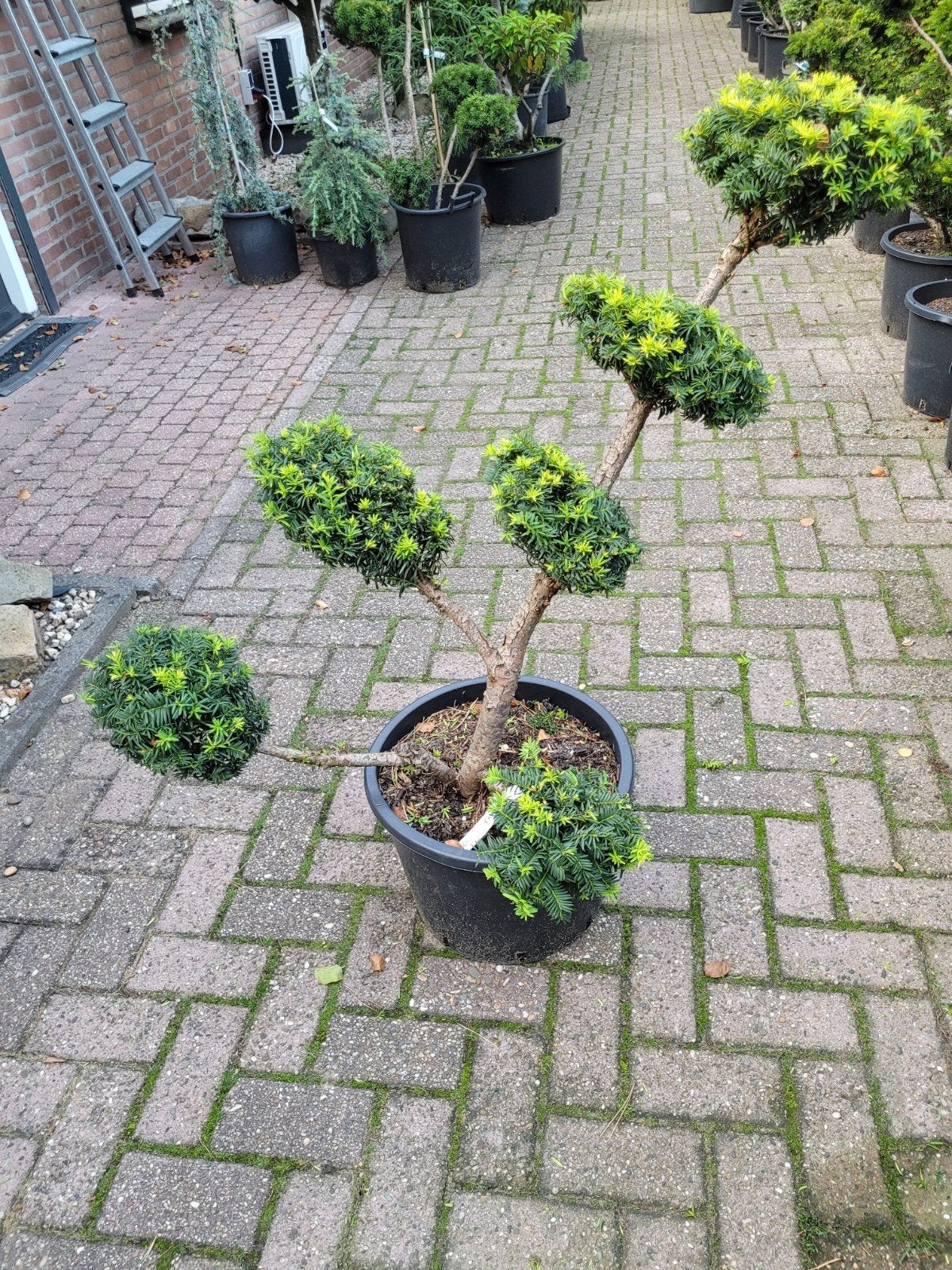 Supermooie Taxus Vormsnoei - Unieke Tuinplant, Vaste plant, Bloeit niet, Halfschaduw, Ophalen