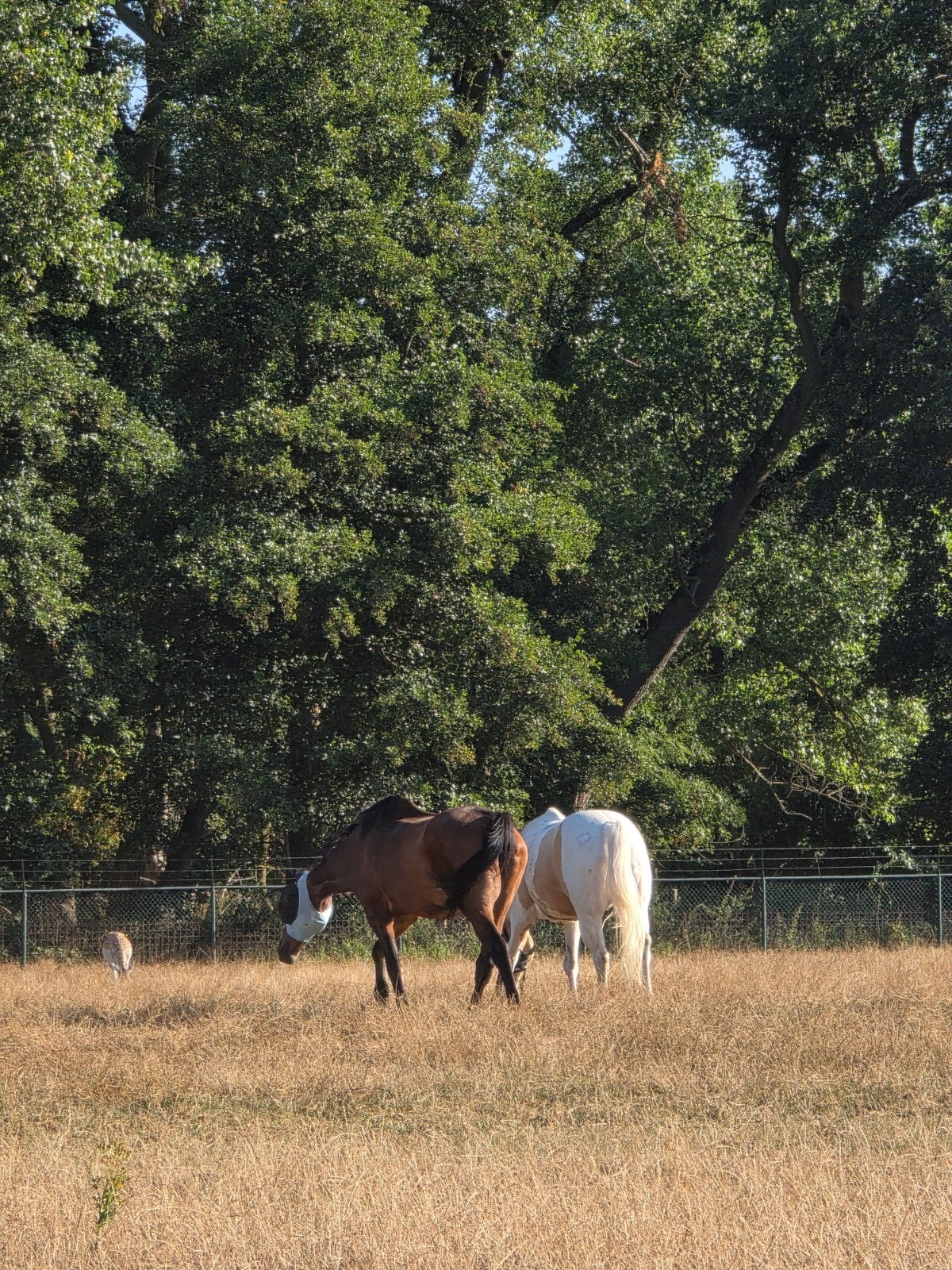 Recreatieve Pensionstal Eindhoven/Son, Weidegang, 4 paarden of pony's of meer