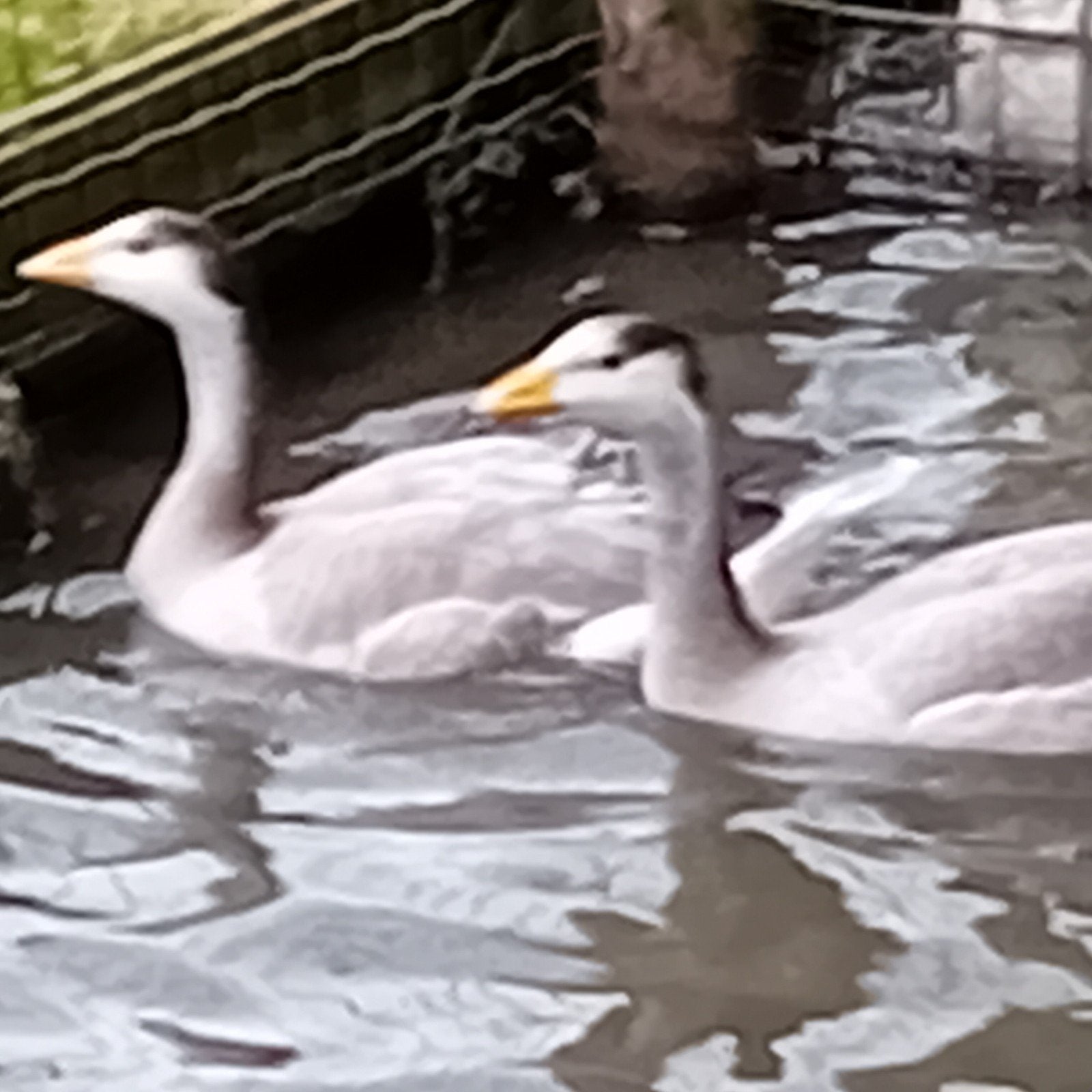 Streepkop Ganzen, Vrouwelijk, Gans of Zwaan