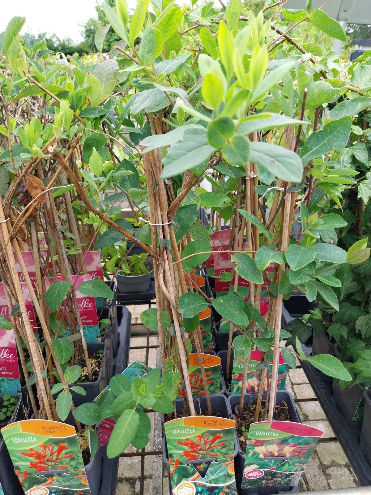 Lonicera 'Dropmore Scarlet' - Klimmende Kamperfoelie, Tuin en Terras, Ophalen, Overige soorten, Volle zon