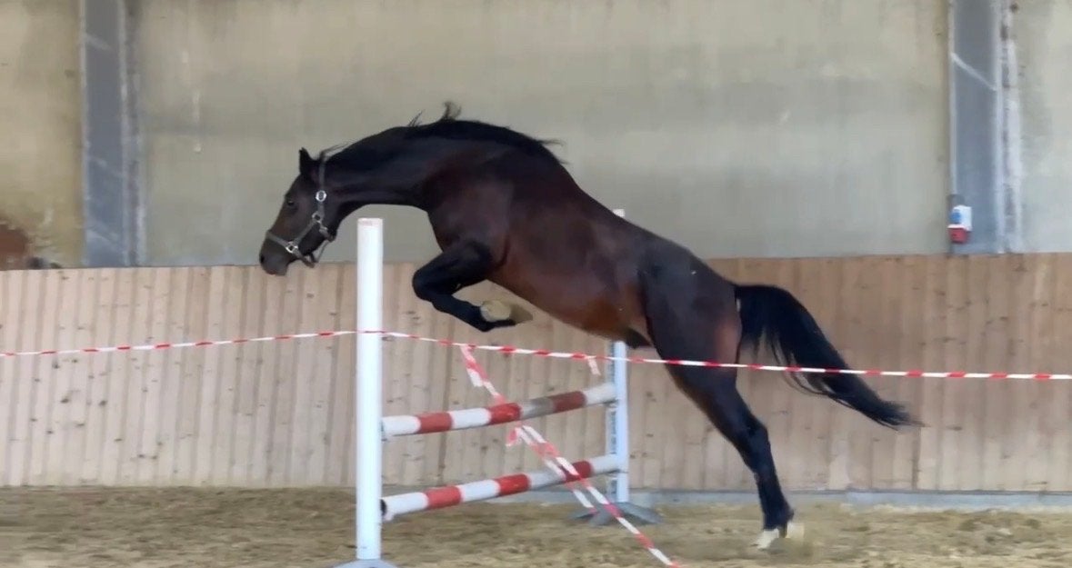 3 jarige e-pony ruin met springtalent, Dieren en Toebehoren, E pony (1.48m - 1.57m), Ruin, Springpony, 3 tot 6 jaar