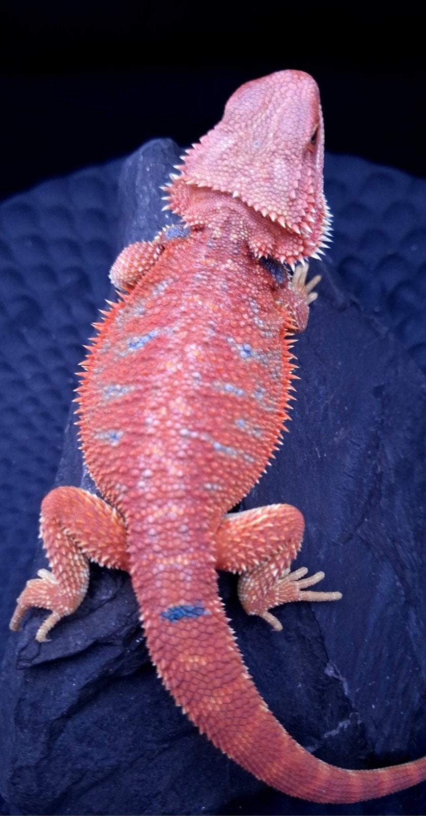 Red HypoTrans Coral G-Stripe Blue Bar Baardagaam man (Uniek) Bearded Dragon photo 4