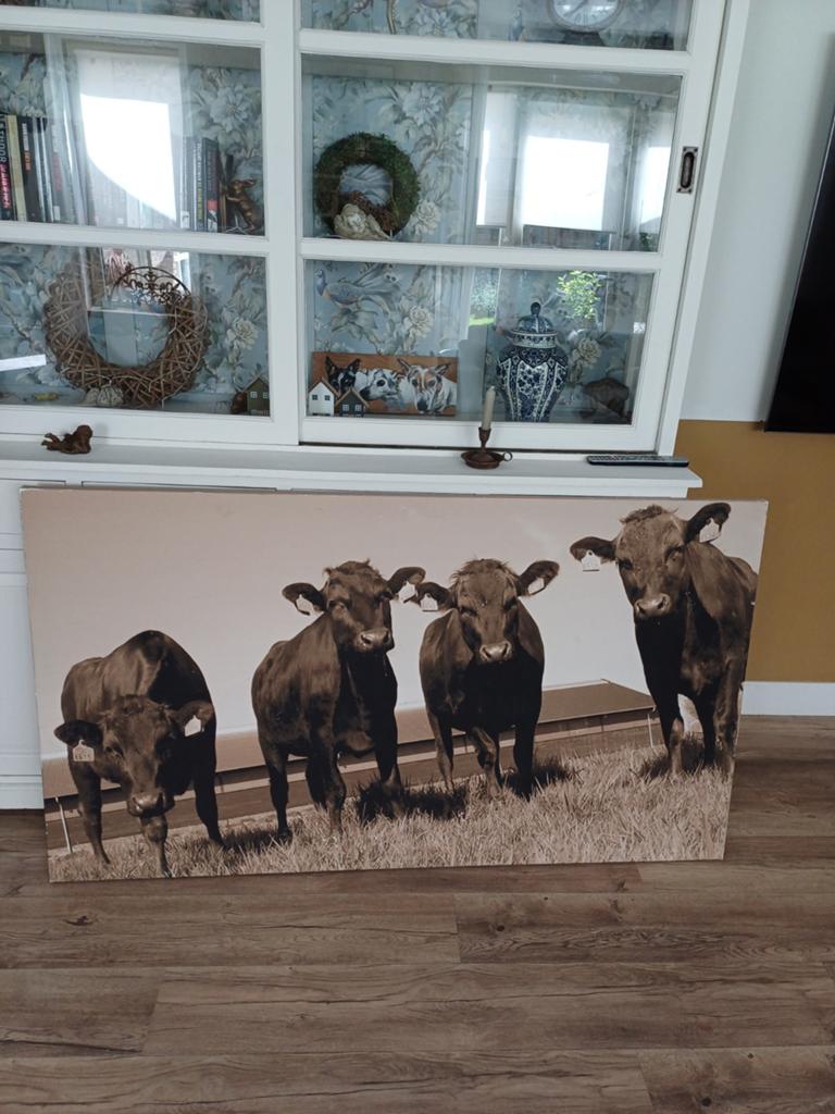 Groot canvas koeien 160 bij 90, Ophalen