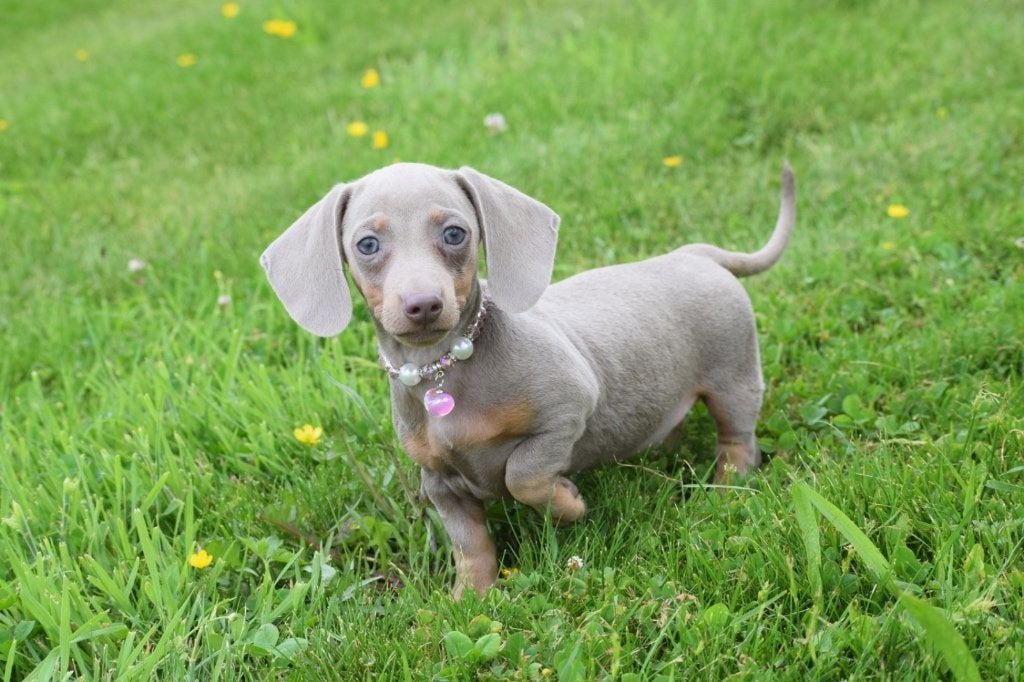 Teckel pups Dachhund pup, Dieren en Toebehoren, Honden | Teckels en Dashonden, Meerdere dieren, Korthaar, Dwerg, Fokker | Professioneel