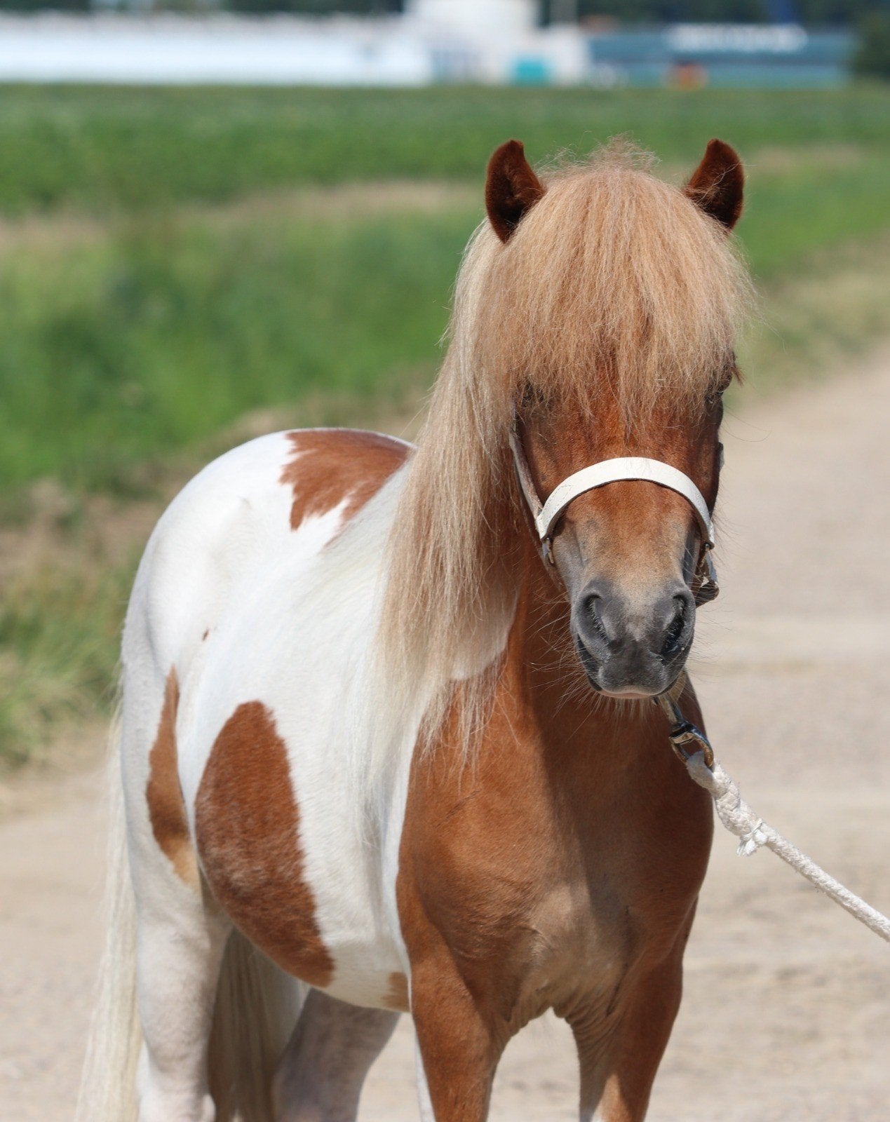 Prachtige bonte shetlander merrie en ruin, Dieren en Toebehoren, Pony's, Meerdere dieren, A pony (tot 1.17m), Gechipt, 3 tot 6 jaar