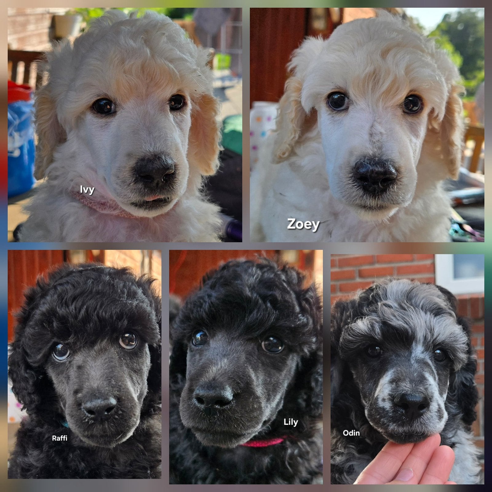 Prachtige poedel cross pups, Dieren en Toebehoren, Honden | Niet-rashonden, Parvo, 8 tot 15 weken, Meerdere, Meerdere dieren