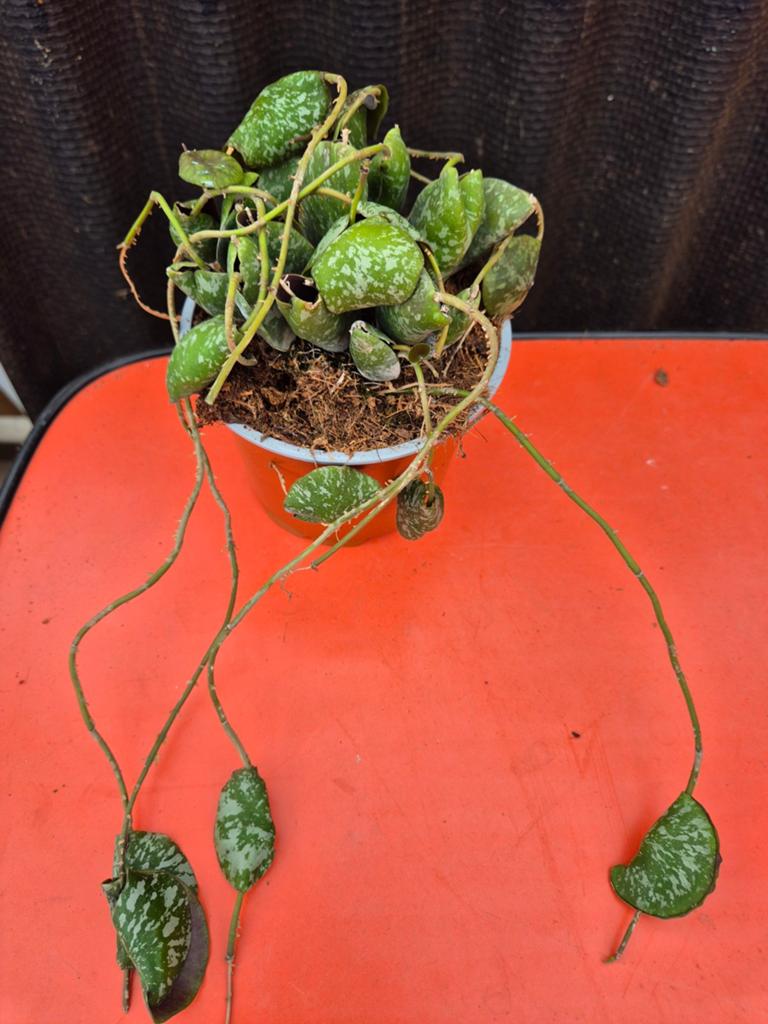 Hoya Imbricata p12, Ophalen of Verzenden, Halfschaduw, Minder dan 100 cm