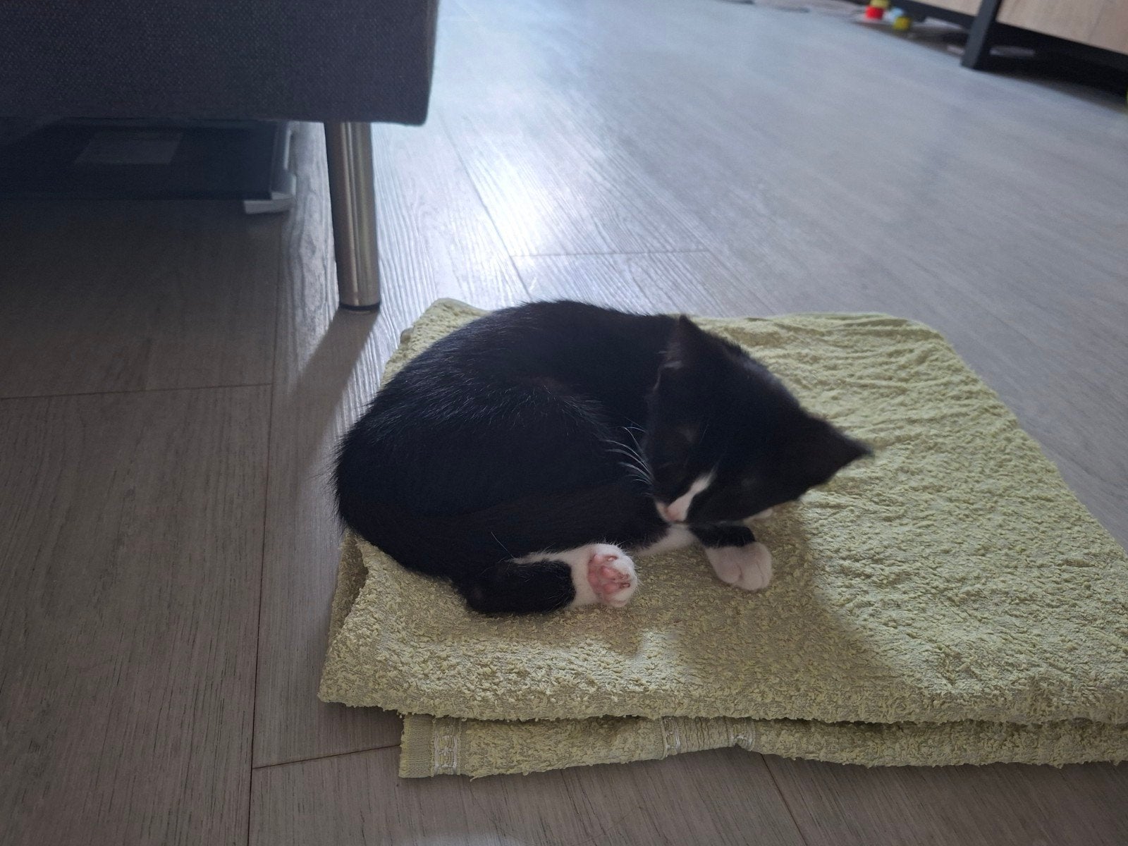 Gezocht: bench en kattenbak voor kitten, Dieren en Toebehoren, Ophalen of Verzenden
