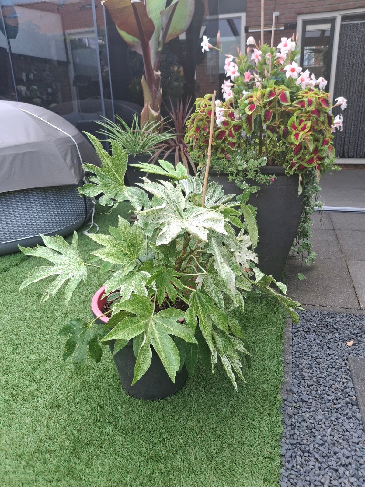 Winterharde Fatsia Japonica 'Spiderweb' inclusief pot, Ophalen