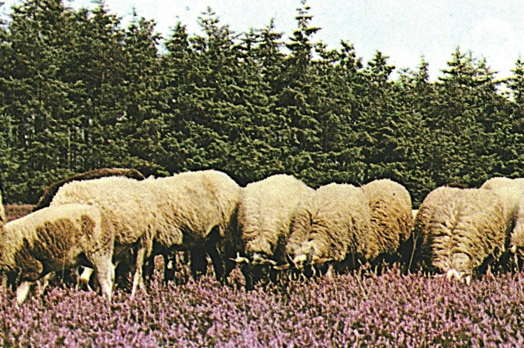 805486	Ruinen	Drenthe	Jr 60-70 Schaapskudde	Onbeschreven, Ophalen of Verzenden, 1960 tot 1980, Ongelopen, Drenthe