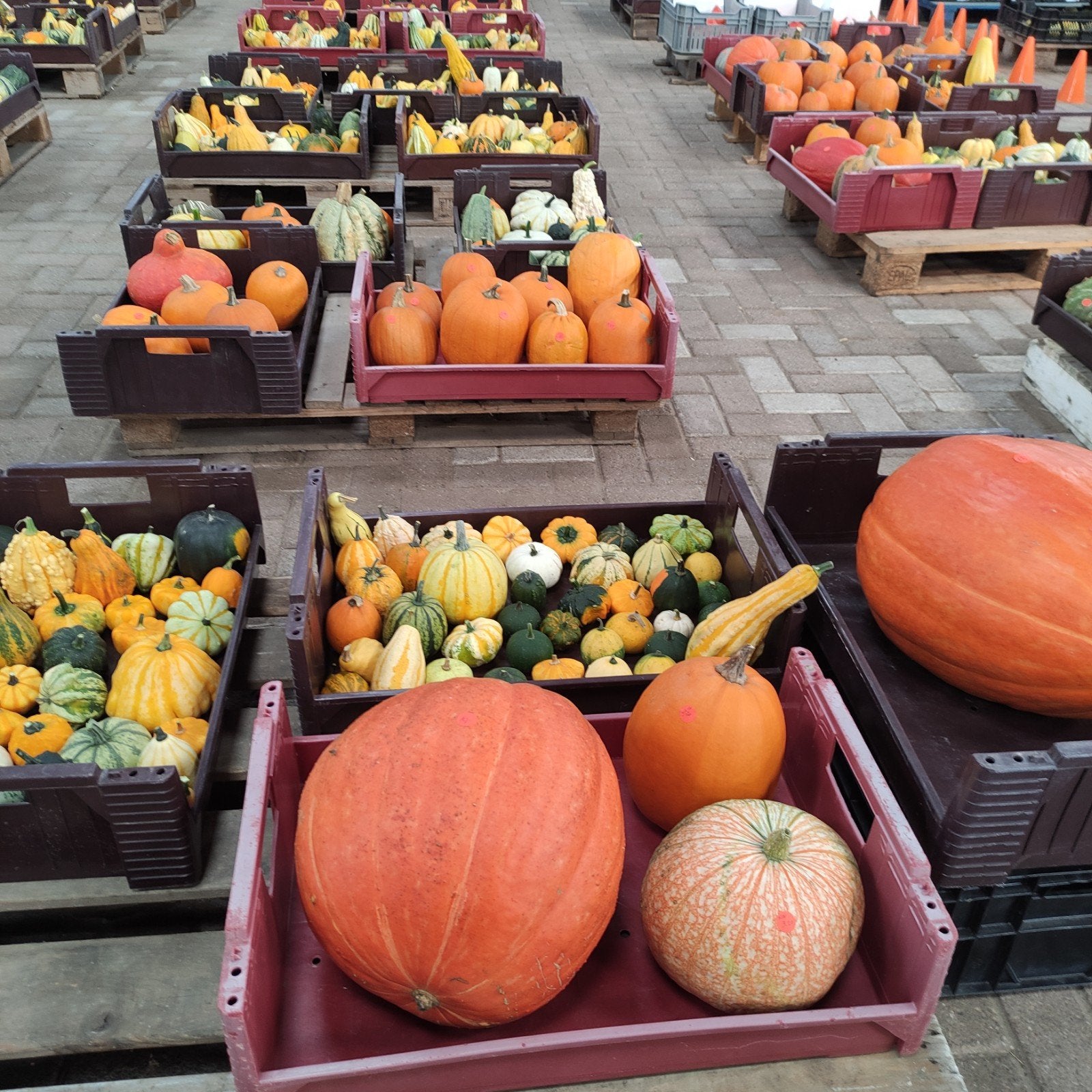 🎃🎃 Pompoenen Sier - Eetbaar en Halloween.🎃👻🕷️🎃., Ophalen, Nieuw