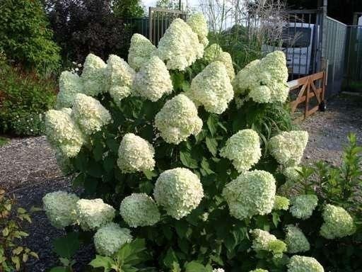 Hydrangea paniculata Limelight, Pluimhortensia, schapenkop, Ophalen of Verzenden, Hortensia, Struik, Minder dan 100 cm