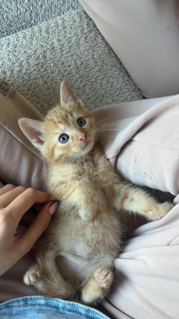 kittens, Meerdere dieren