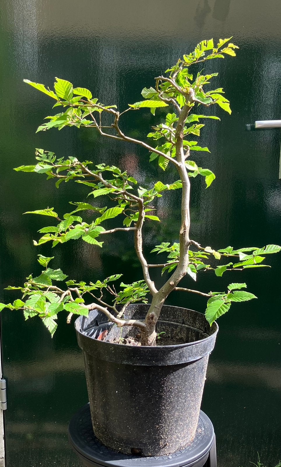 Carpinus bonsai starter, Vaste plant, Bloeit niet, Halfschaduw, Ophalen