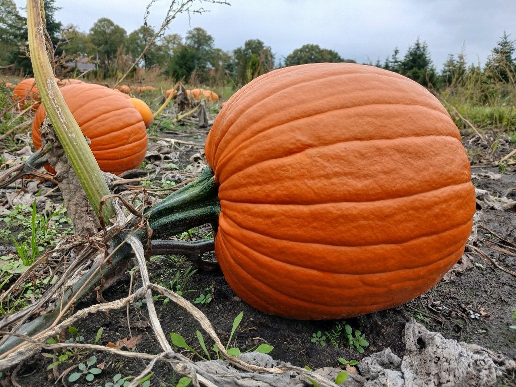 pompoenen  en kalebassen, Ophalen