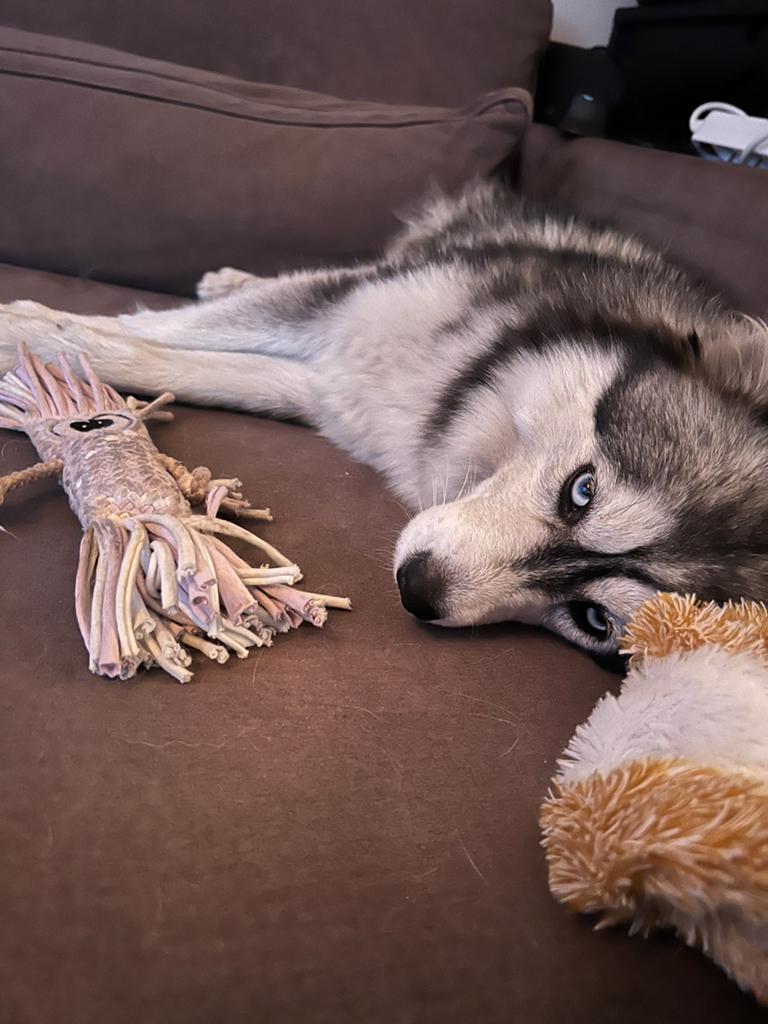 Kleine F3 Pomsky Pups verwacht, Dieren en Toebehoren, Honden | Poolhonden, Keeshonden en Oertypen, 8 tot 15 weken, Poolhond, Parvo