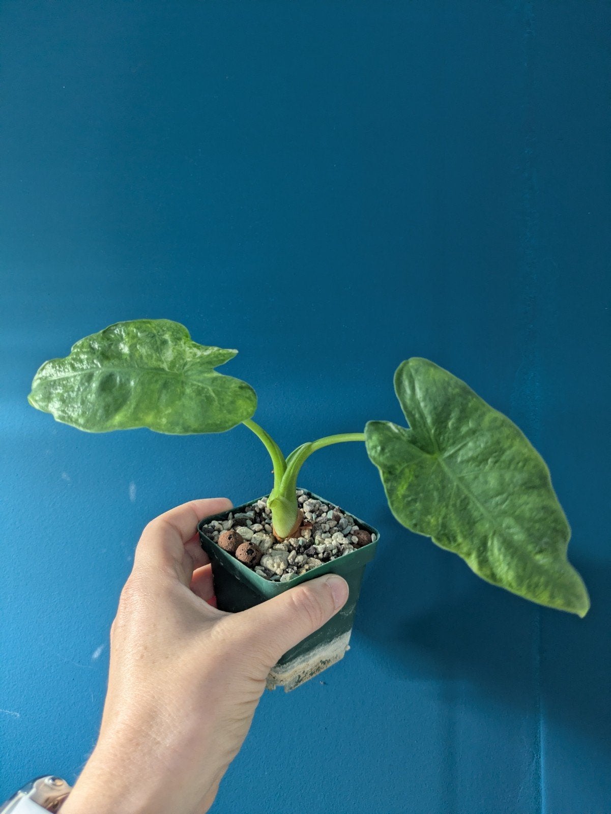 Alocasia Macrorhiza Splash / Camouflage, Ophalen of Verzenden, Halfschaduw, Minder dan 100 cm