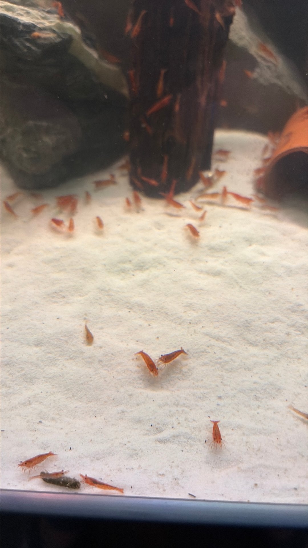 Vuurgarnalen, Dieren en Toebehoren, Vissen | Aquariumvissen, Kreeft, Krab of Garnaal