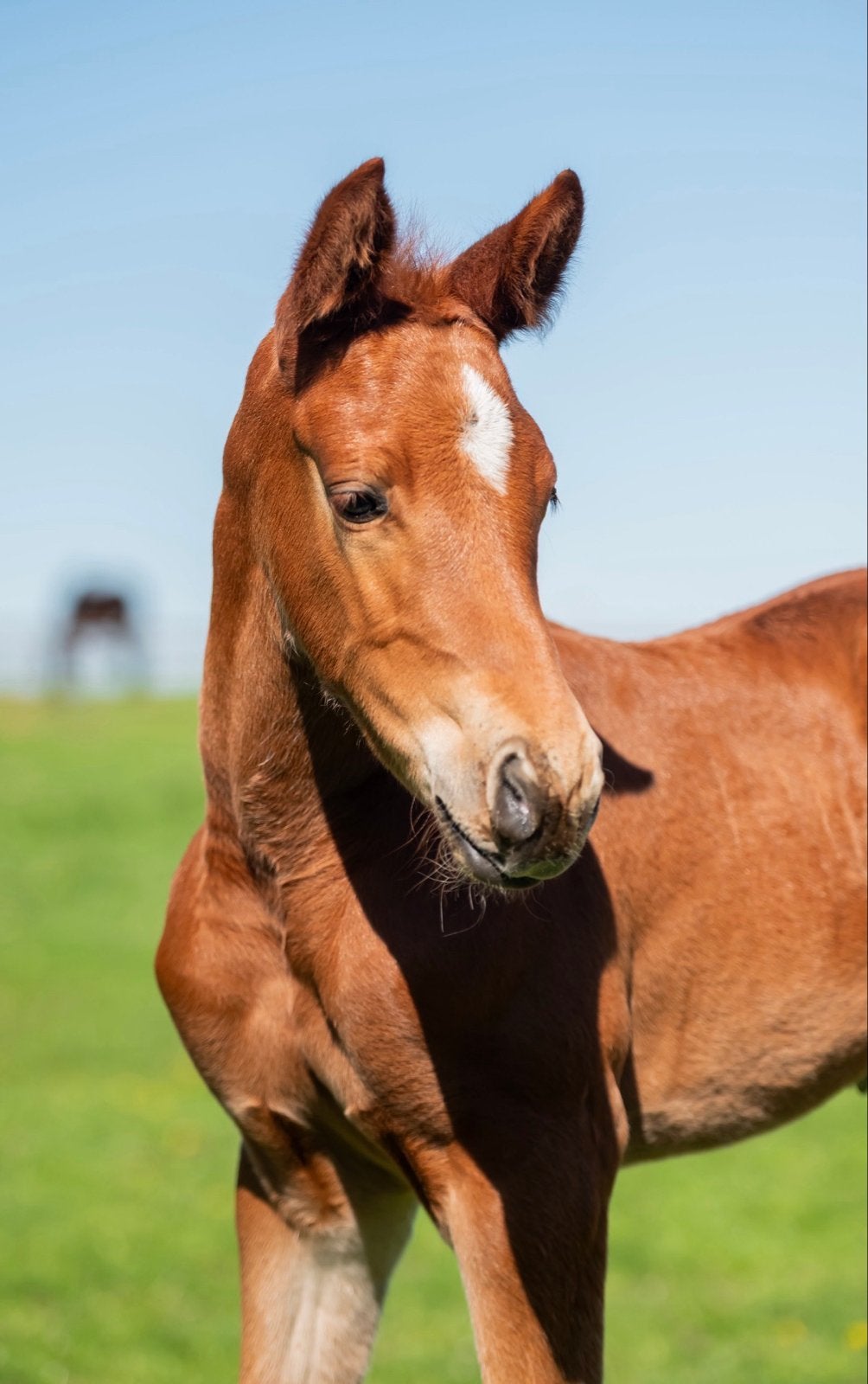 Correct hengstveulen van Darry Lou Z x Corico Z, Springpaard, Met stamboom, Niet van toepassing, 0 tot 2 jaar