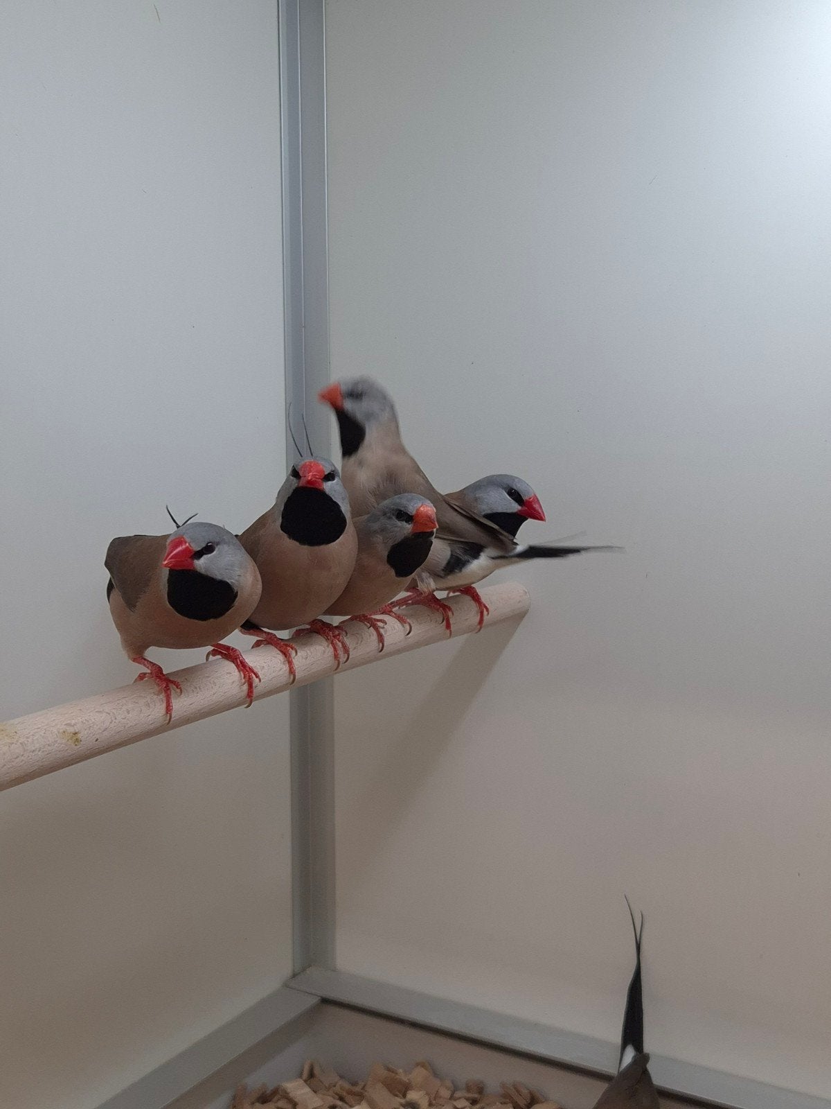 Spitstaart amadines, Meerdere dieren, Tropenvogel, Geringd