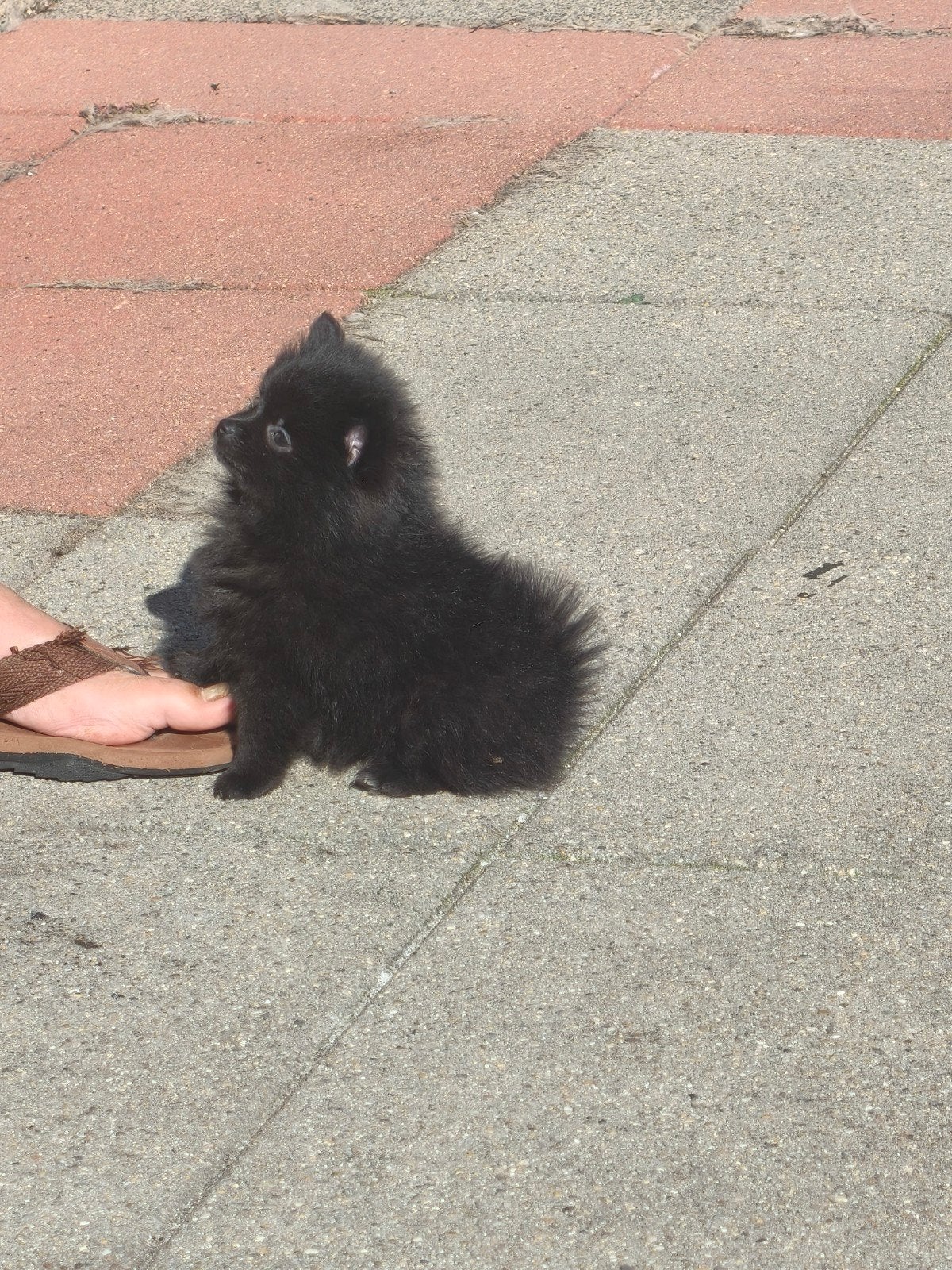 prachtige pomchi pups, Overige rassen, CDV (hondenziekte), 8 tot 15 weken, Meerdere