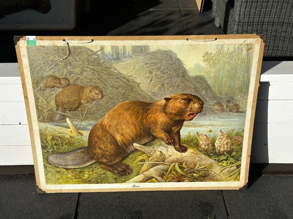 Bever, Ophalen of Verzenden, Aardrijkskunde