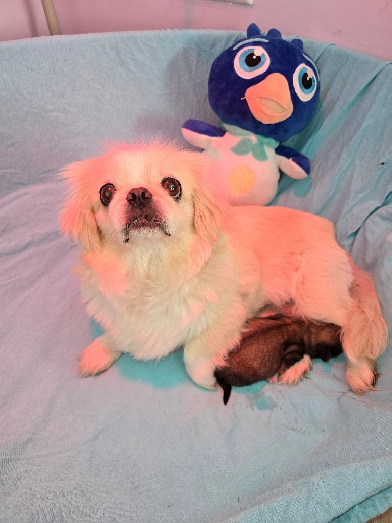 Hele mooie reutje (PekingeesXShih-tzu), Dieren en Toebehoren, Parvo, 8 tot 15 weken, Eén hond, Nederland