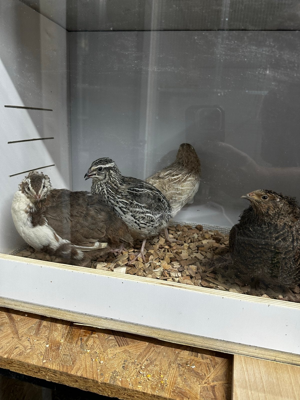 4 kwartels, Meerdere dieren, Overige soorten