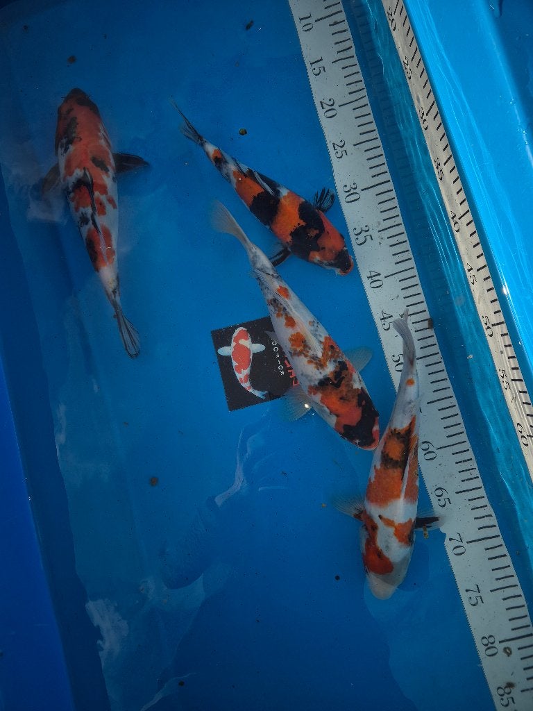 Prachtige sekiguchi showa, Karper of Koi