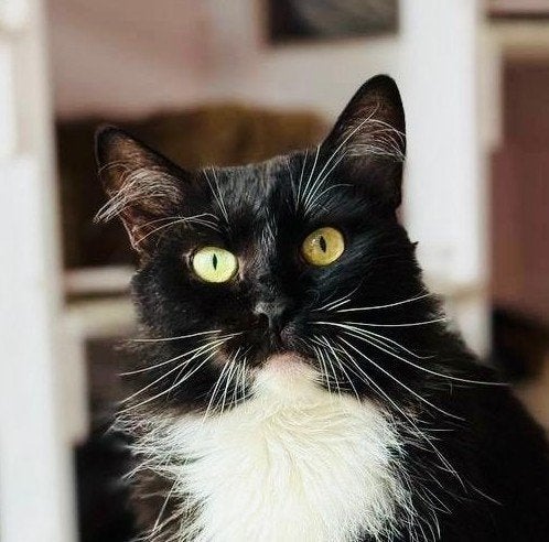 Een Oreo-koekje met pootjes, Dieren en Toebehoren, Poes, Langharig, 0 tot 2 jaar