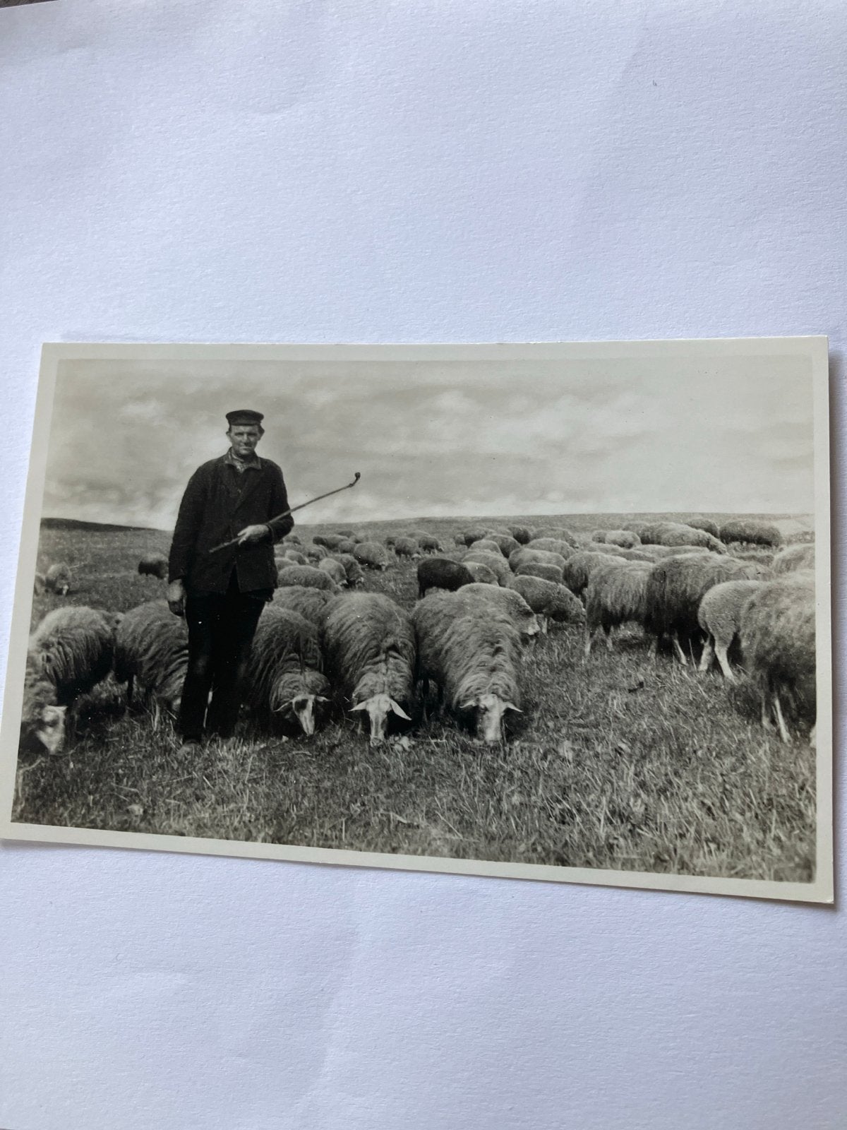 Oude foto: Willem met zijn schaapjes, Elspeet, Ophalen of Verzenden, Ongelopen