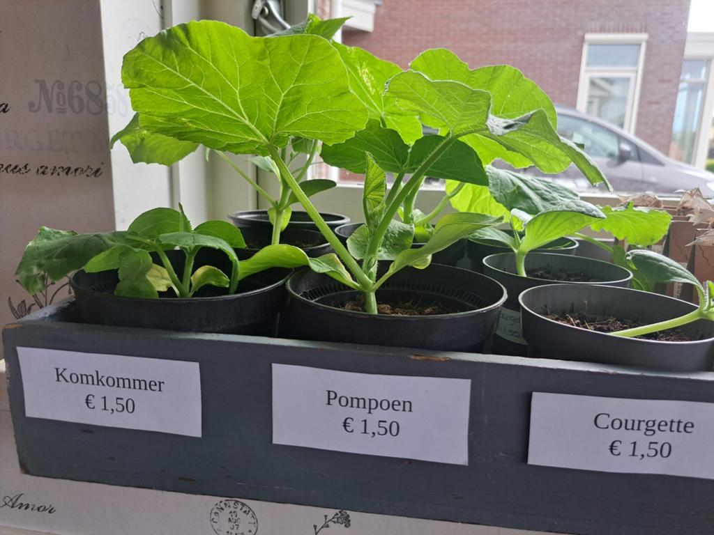 Komkommer, pompoen, meloen, stamboon, tomaat plantjes stekje, Tuin en Terras, Planten | Tuinplanten, Ophalen, Eenjarig, Groenteplanten