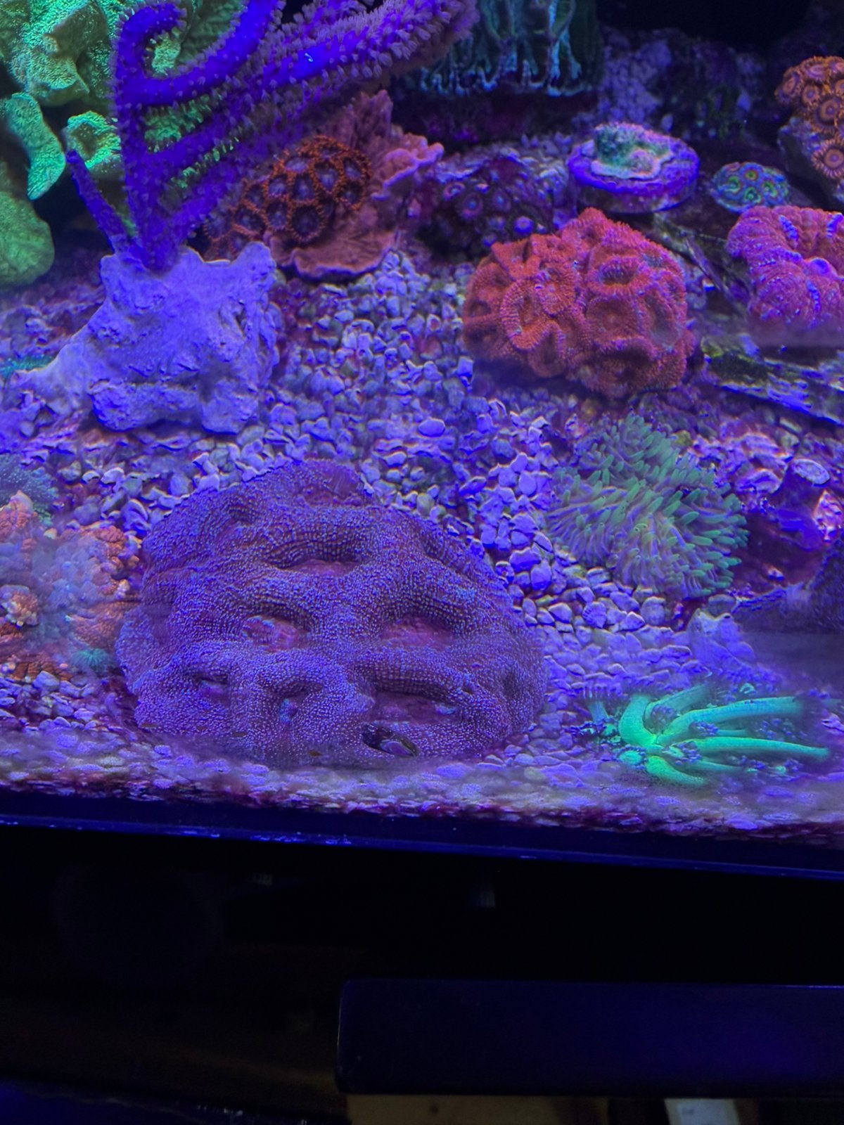 Acan bowerbanki, Dieren en Toebehoren, Vissen | Aquariumvissen, Vis