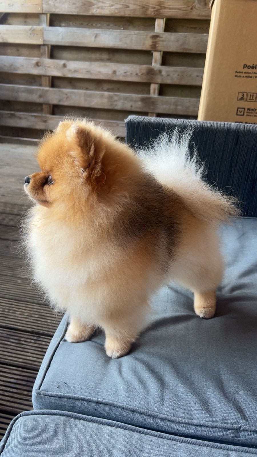 dekreu pomeriaan met fci stamboom ( NIET TE KOOP ), Particulier, Keeshond, Reu, Buitenland