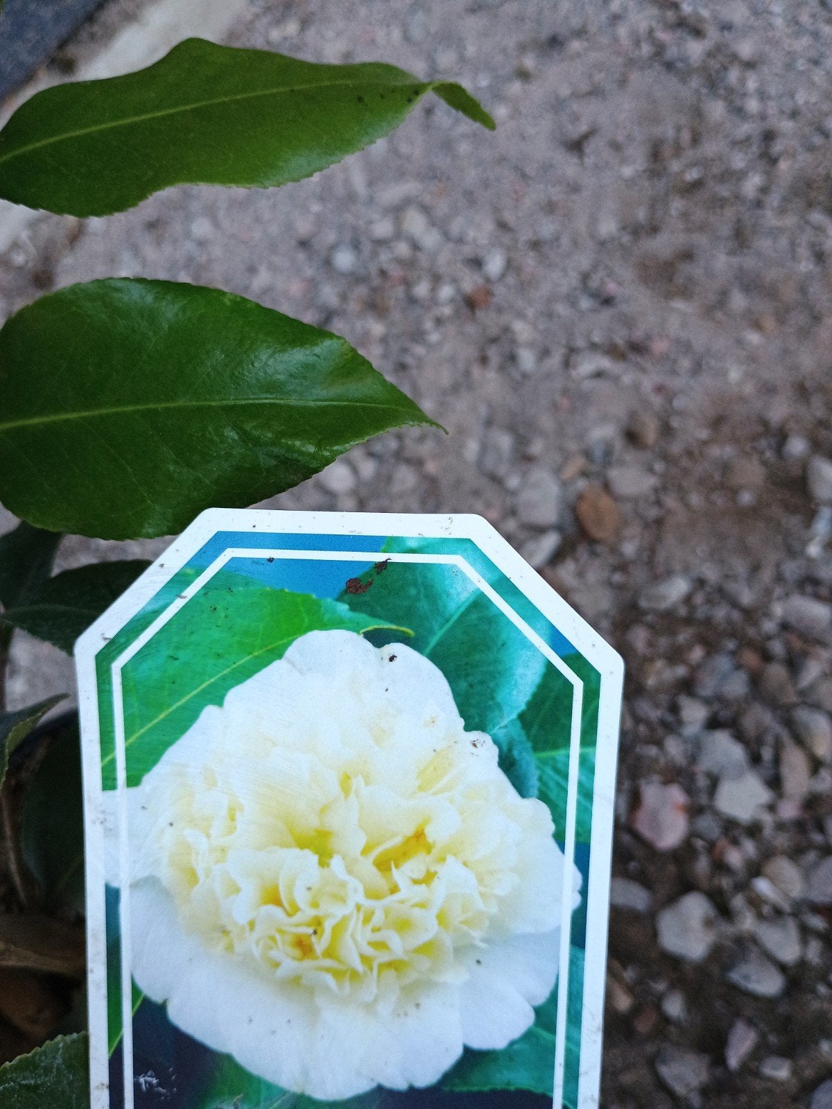 Camellia japonica - Japanse Roos, Vaste plant, Halfschaduw, Winter, Ophalen