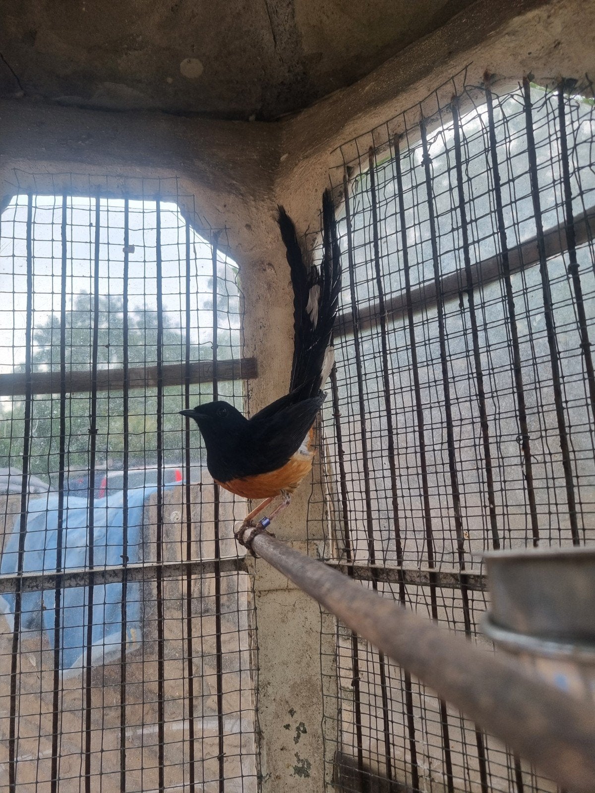 shama lijster couscous malabaricus, Mannelijk
