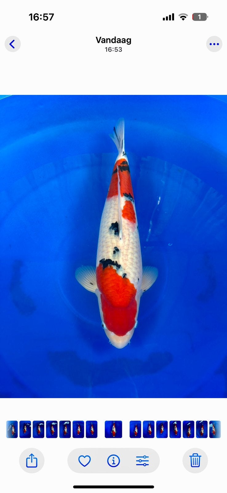 Sakai Fish Farm Sanke, Karper of Koi