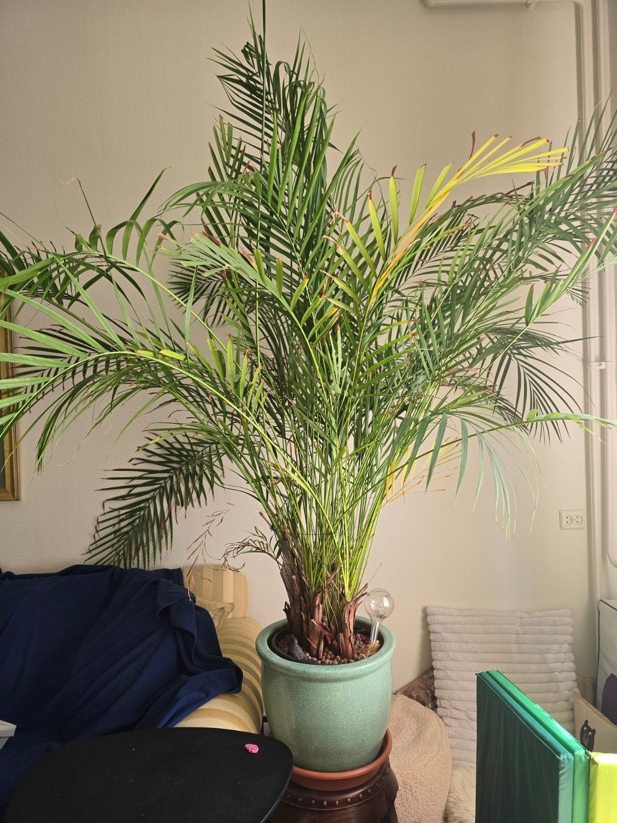 Grote Goudpalm (Areca dypsis lutescens) 1,90m, Ophalen