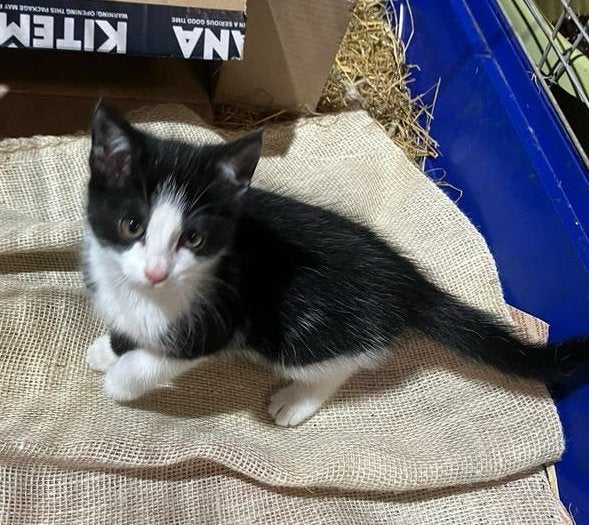 Twee boerderij katjes, 9 weken oud, Poes, Kortharig, 0 tot 2 jaar