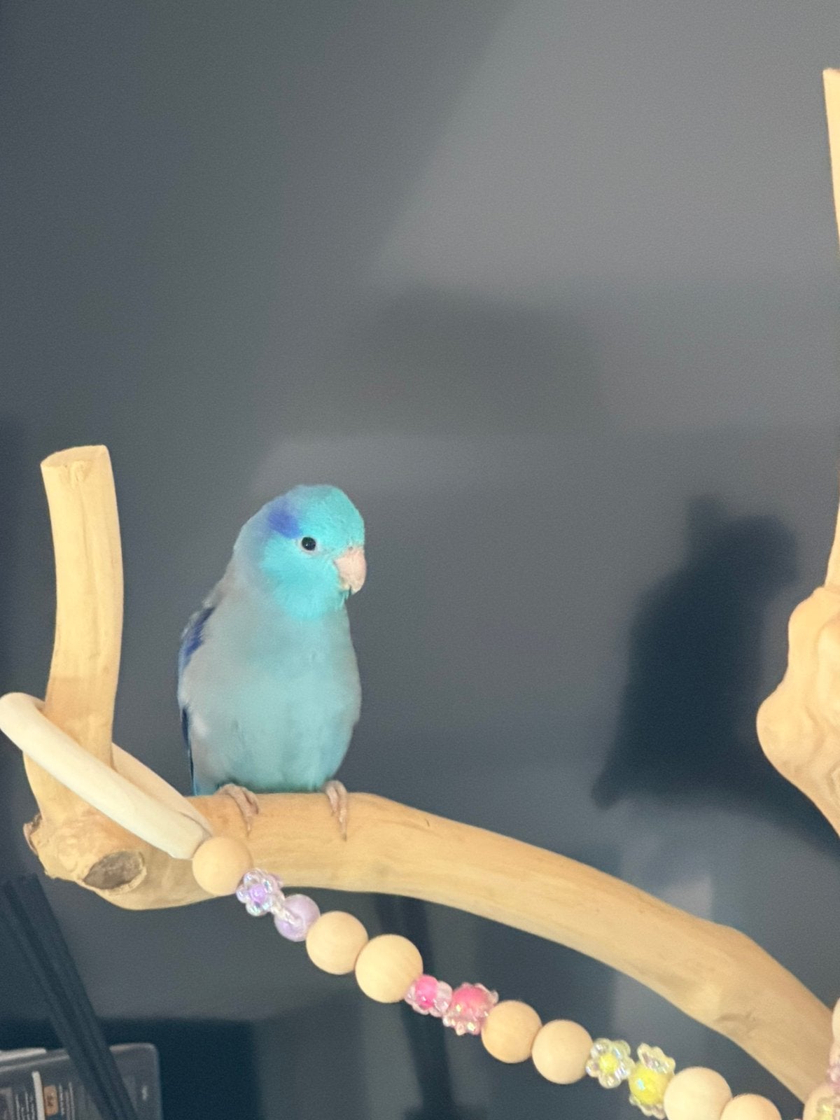Lieve Jonge Blauwe Forpus, Dieren en Toebehoren, Vogels | Parkieten en Papegaaien, Mannelijk, Dwergpapegaai of Agapornis, Tam