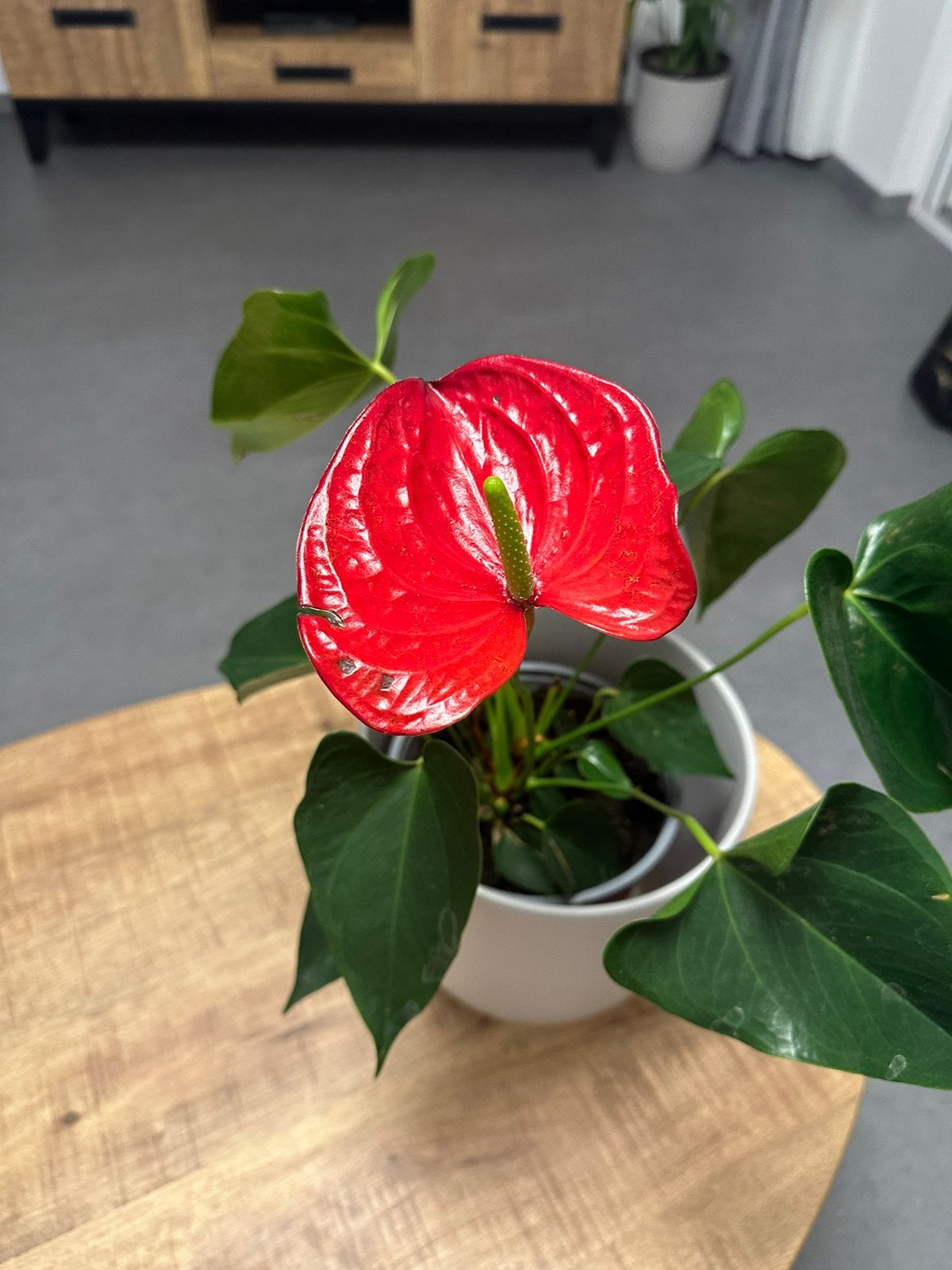 Zo mooi, Huis en Inrichting, Kamerplanten, Ophalen, Halfschaduw, Minder dan 100 cm