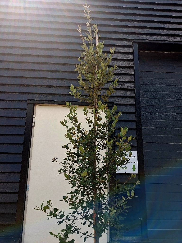 Quercus Ilex / steeneik boom (groenblijvend!) €65,-, Bloeit niet, 100 tot 250 cm, Volle zon, In pot