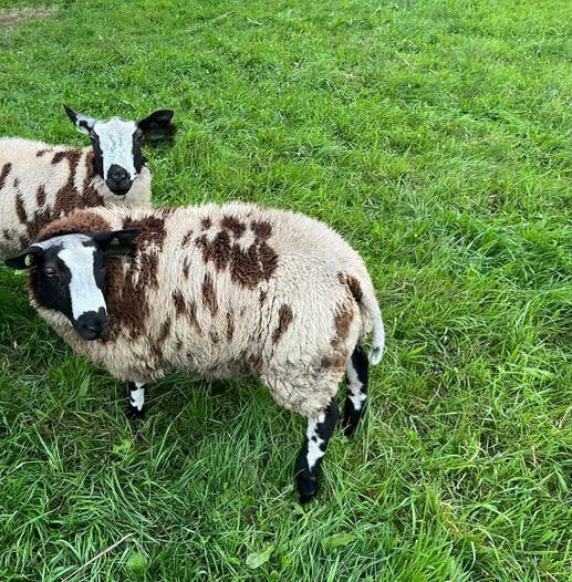 Bonte dekram, Mannelijk, Schaap, 0 tot 2 jaar