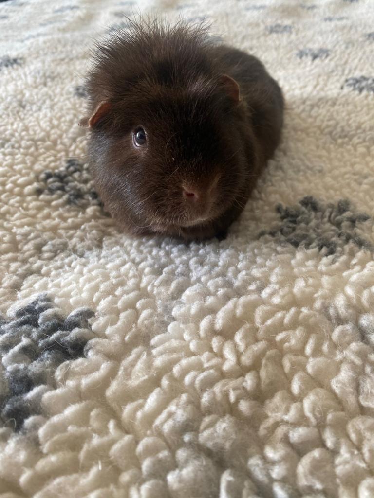 Cavia's, Dieren en Toebehoren, Knaagdieren, Cavia, April, Mannelijk, Tam