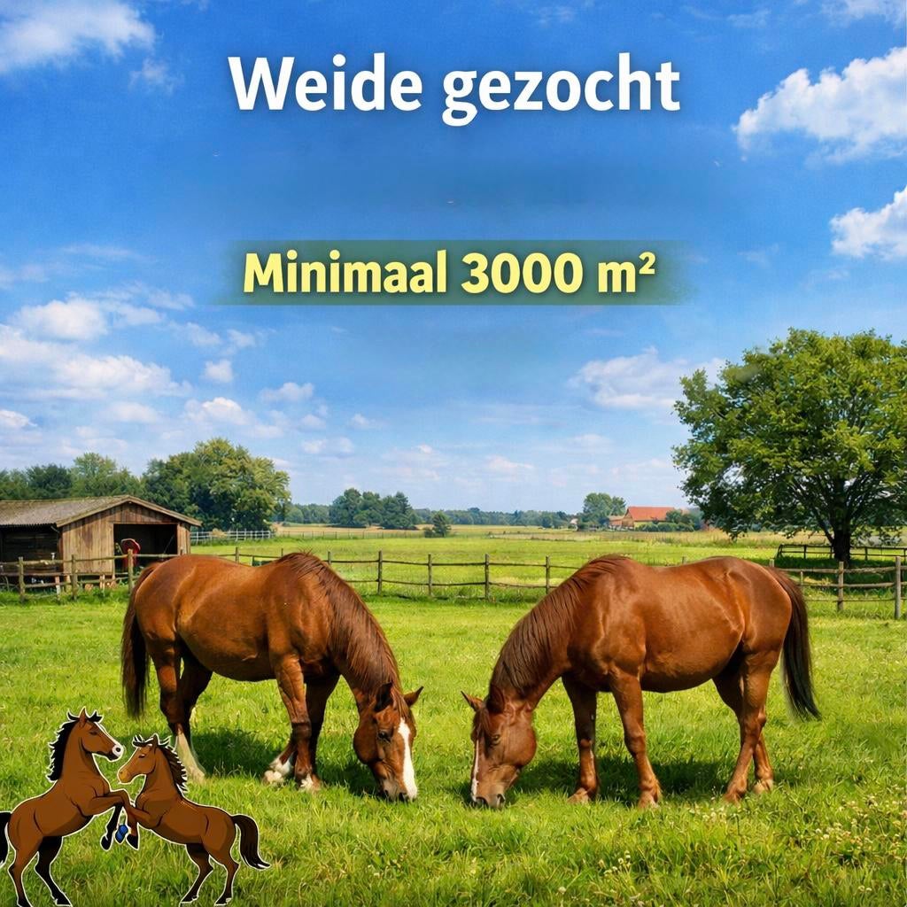 Gezocht weiland, Weidegang, 2 of 3 paarden of pony's